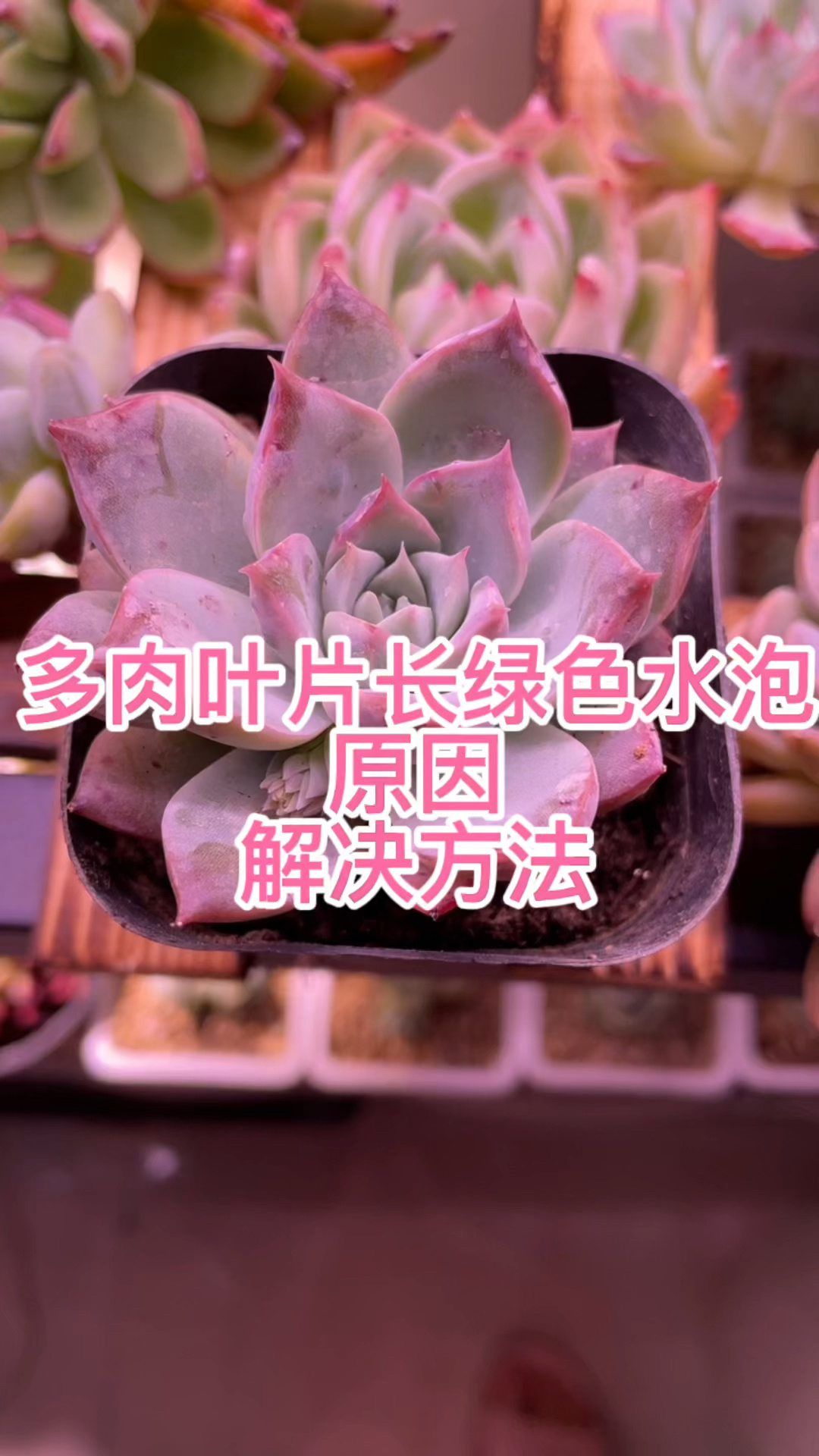 多肉叶片长绿色水泡得原因与解决方法