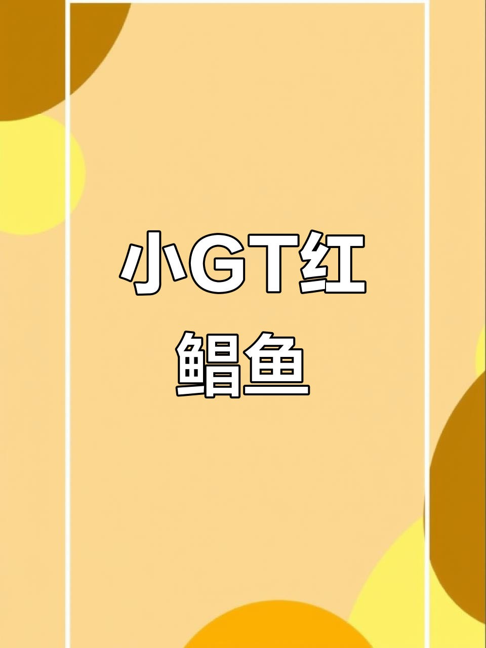 淡水小GT红鲳鱼,鲜美无比!