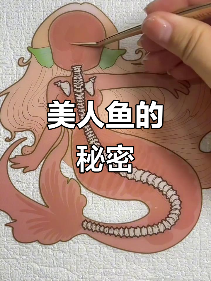 美人鱼贴纸揭秘,美丽背后隐藏着惊人的“胃”部