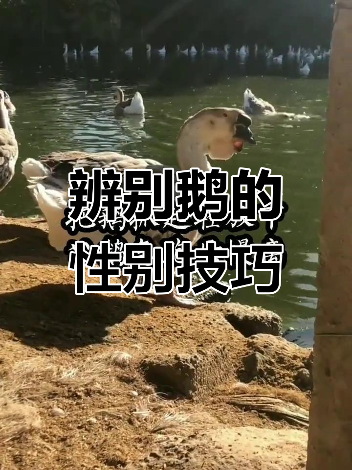 如何分辨鹅公母?从外观到行为全解析