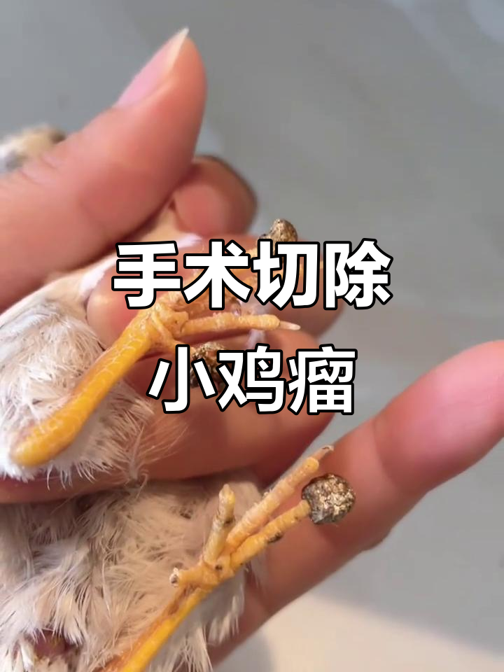 小鸡长肿瘤?手术一刀解决,轻松搞定!