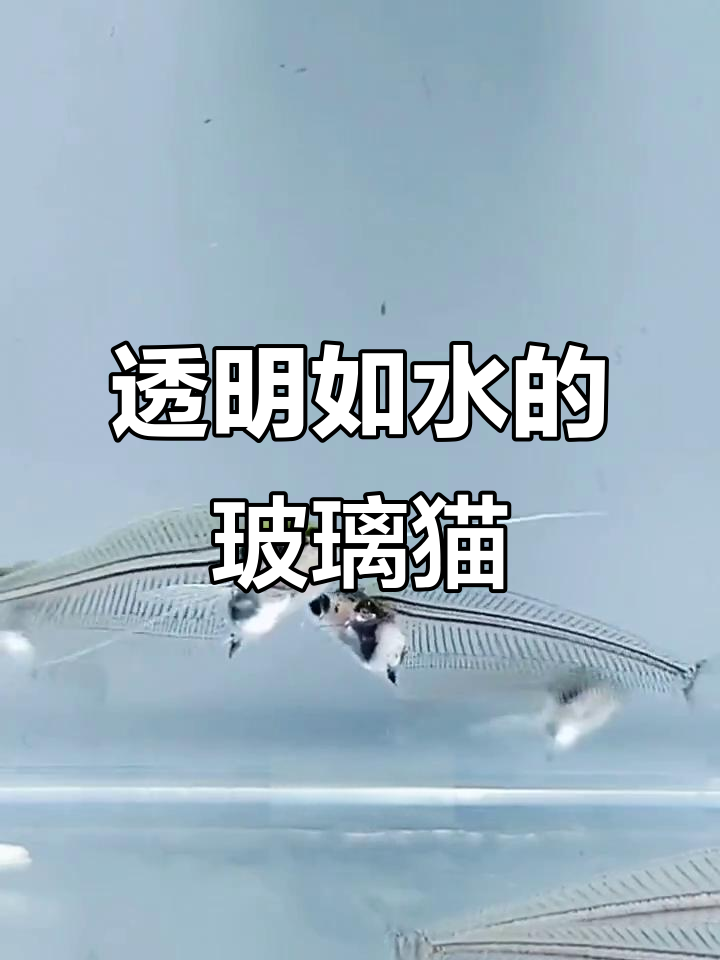 玻璃猫鱼:透明度堪比水晶,嘴边胡须像猫咪