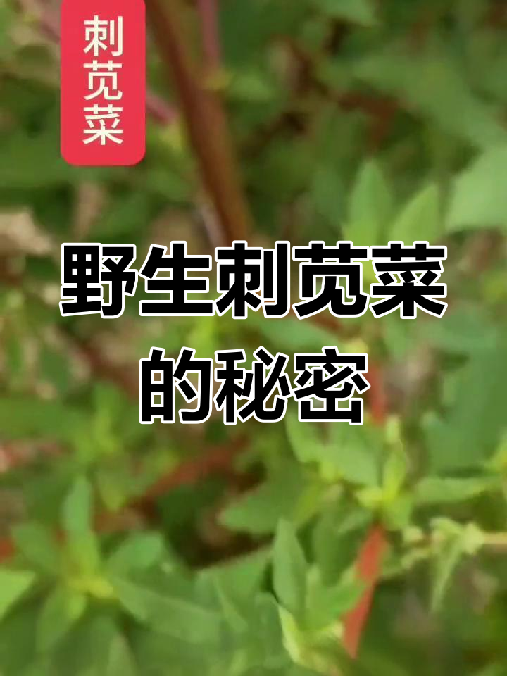 刺苋菜根的神奇作用,你了解吗?
