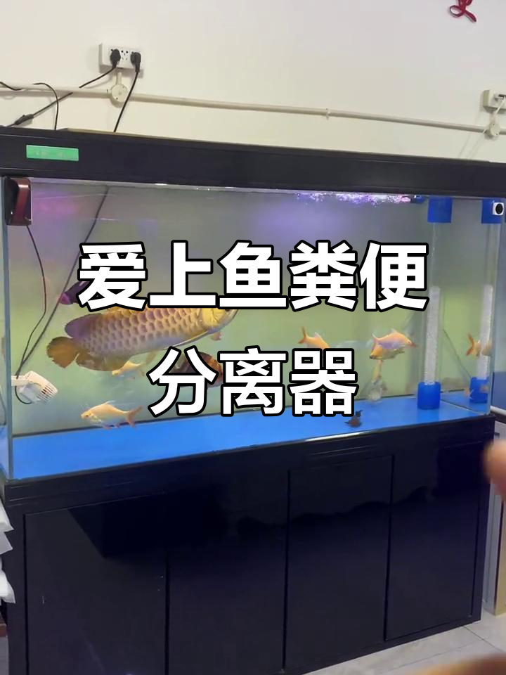 爱上鱼粪便分离系统,让养鱼更轻松