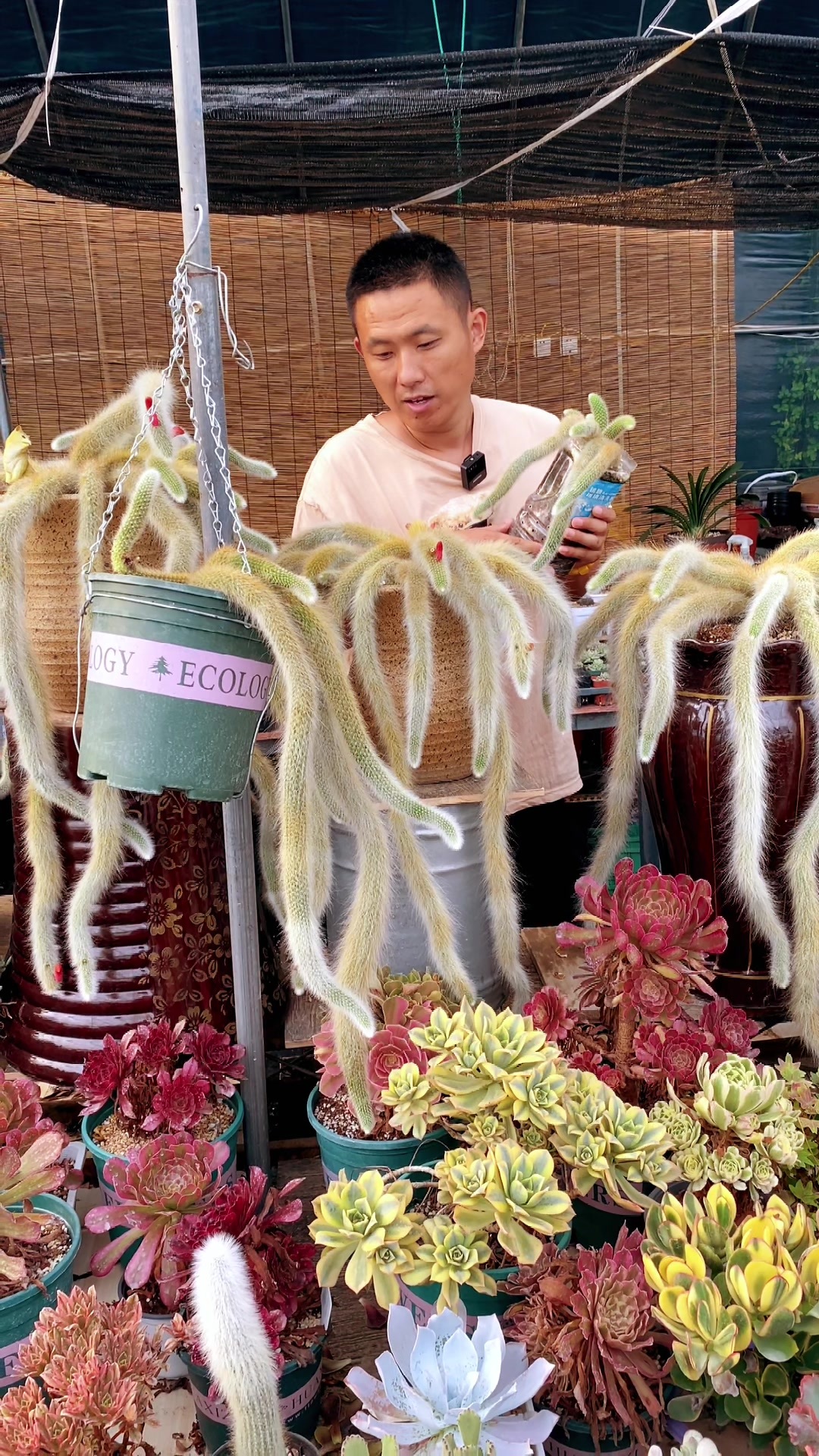 九尾狐多肉又弯又细怎么回事?