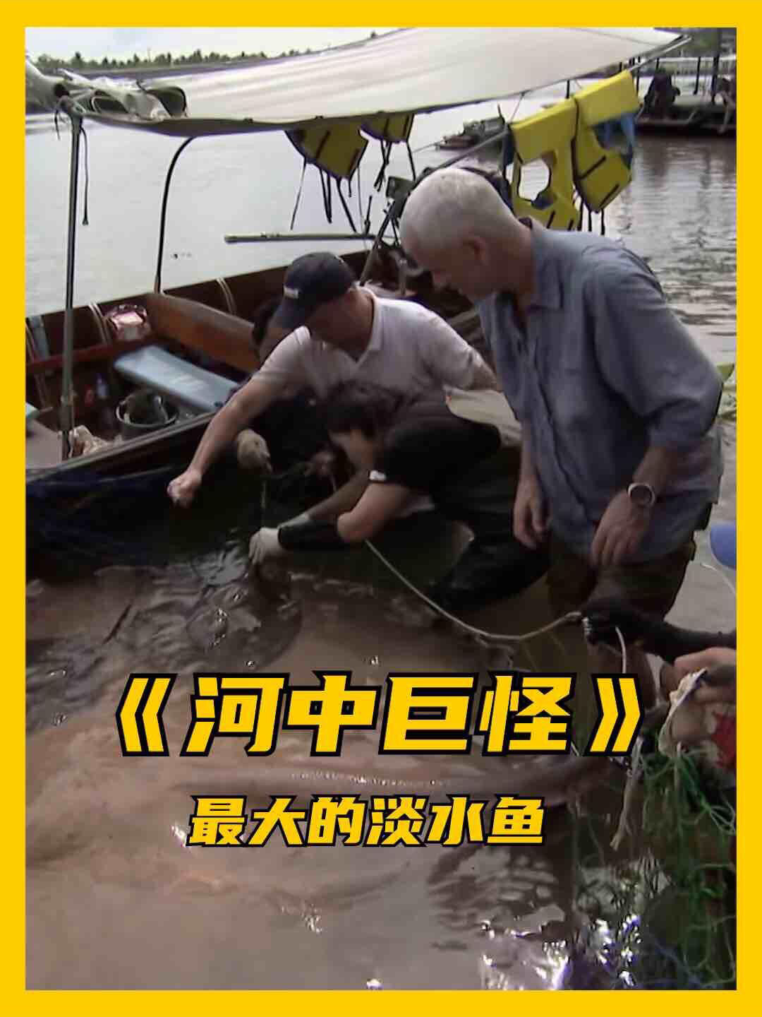 河中巨怪-巨型食人虎鱼