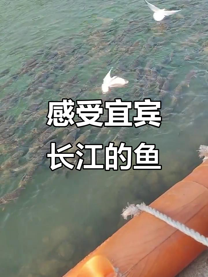 宜宾长江鱼群大揭秘,震撼现场等你来体验!