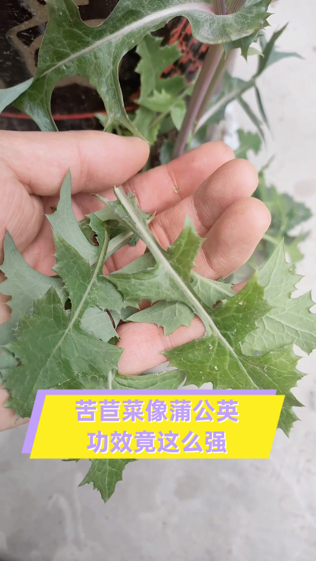 苦苣菜像蒲公英,功效竟这么强