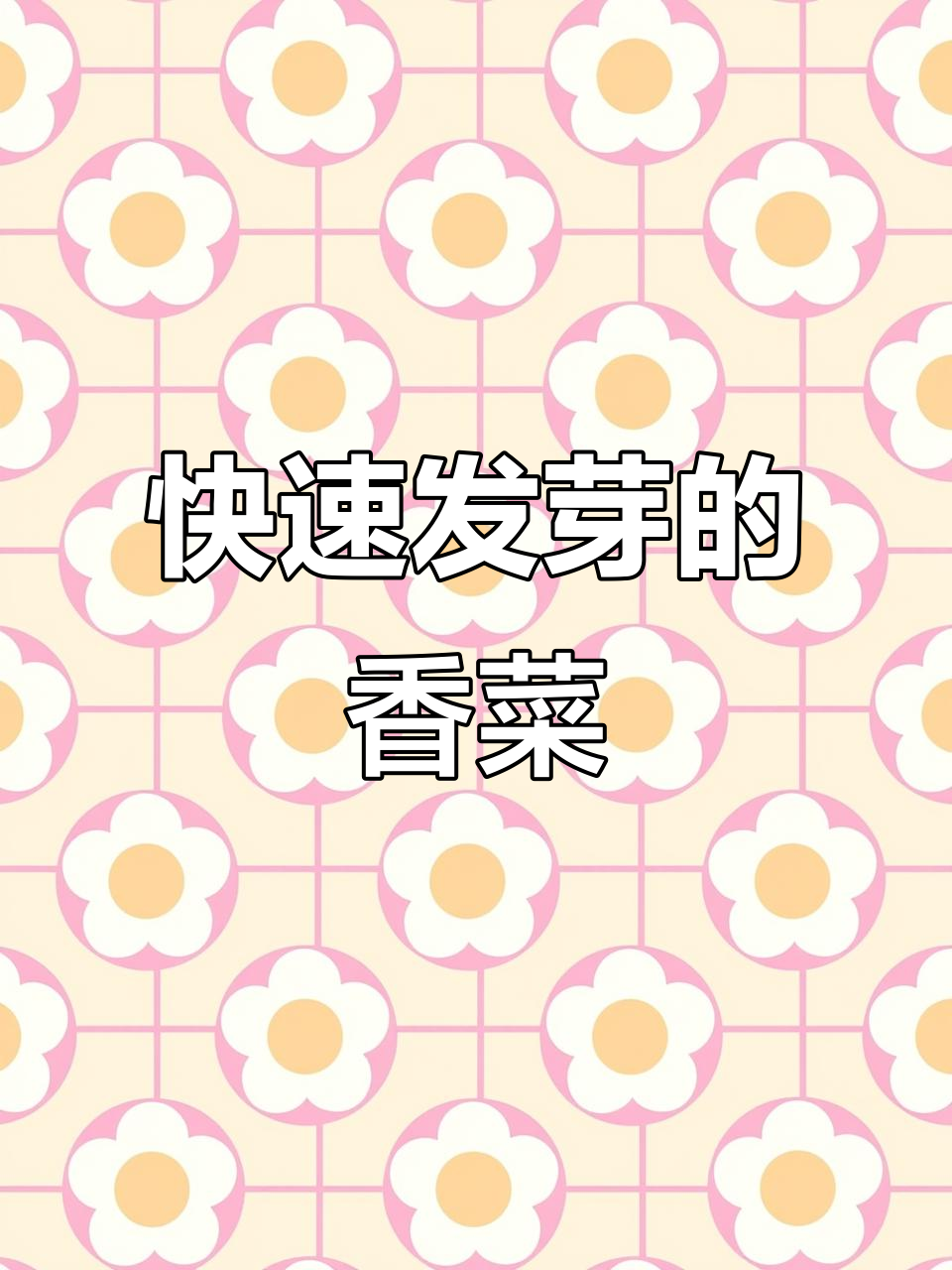 三天速生大叶香菜,耐高温不抽苔,阳台种植更方便
