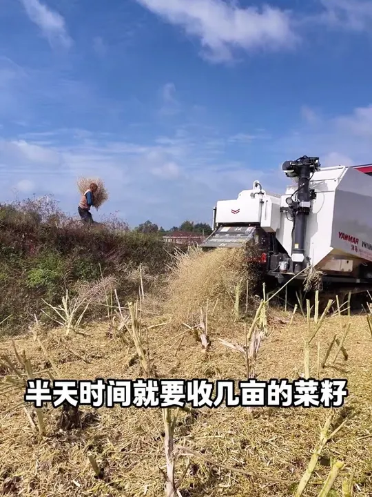 收谷子用机器,现在收菜子也用机器了,今后田里土头多半看不到农民干活路了