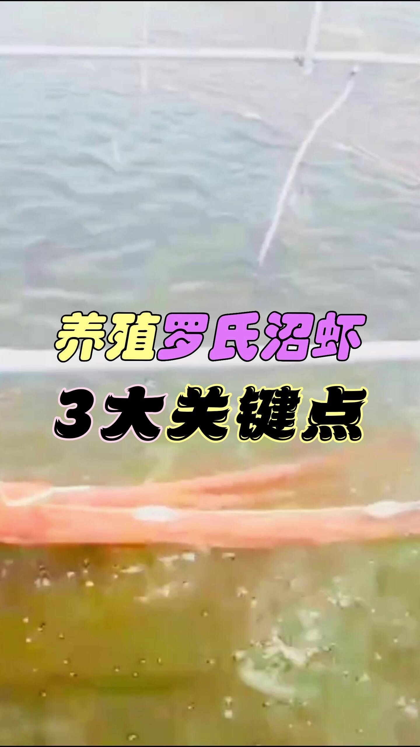 养殖高手分享绝技!养殖罗氏沼虾3大关键点