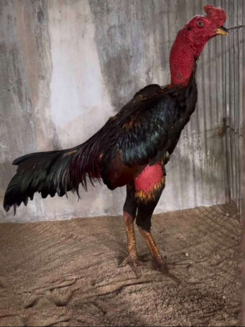 可以上中大场,打腿毒辣 斗鸡文化 高质量斗鸡 公鸡中的战斗机 斗鸡 斗鸡爱好者