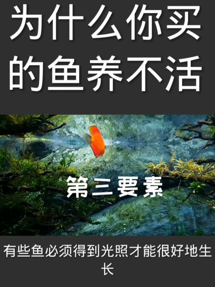 为什么你买的鱼总养不活