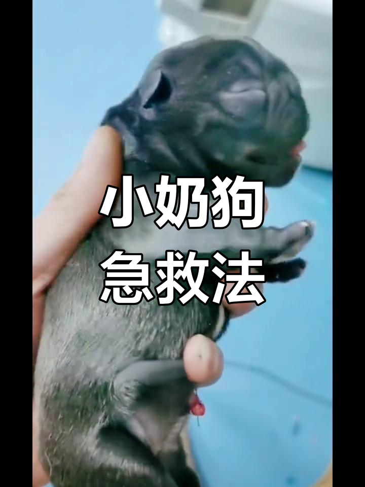 刚出生的小奶狗抢救全过程
