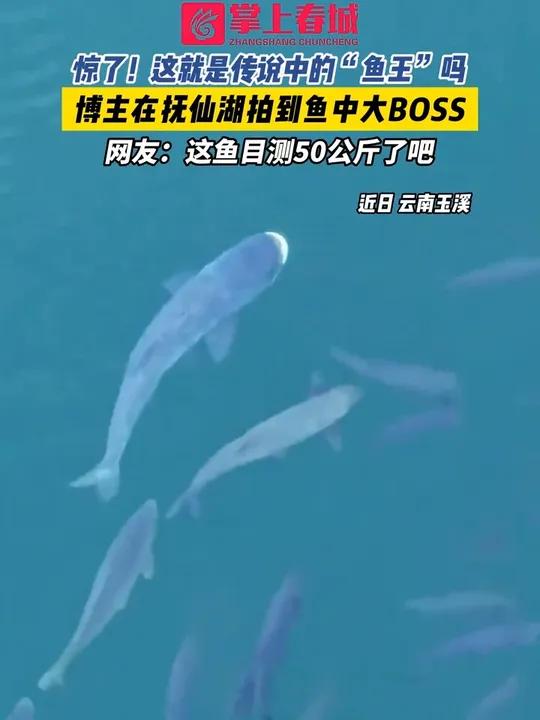 惊了!这就是传说中的“鱼王”吗?博主在抚仙湖拍到 鱼中大BOSS,网友:这鱼目测50公斤了