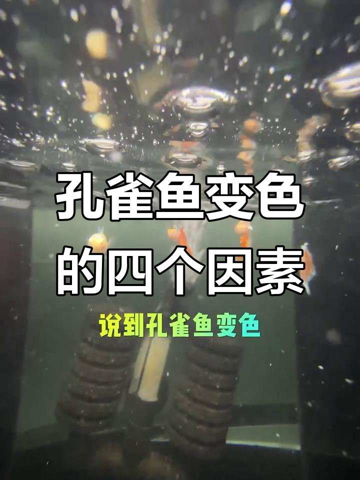 孔雀鱼变色四大原因,水质、环境都能影响颜色变化
