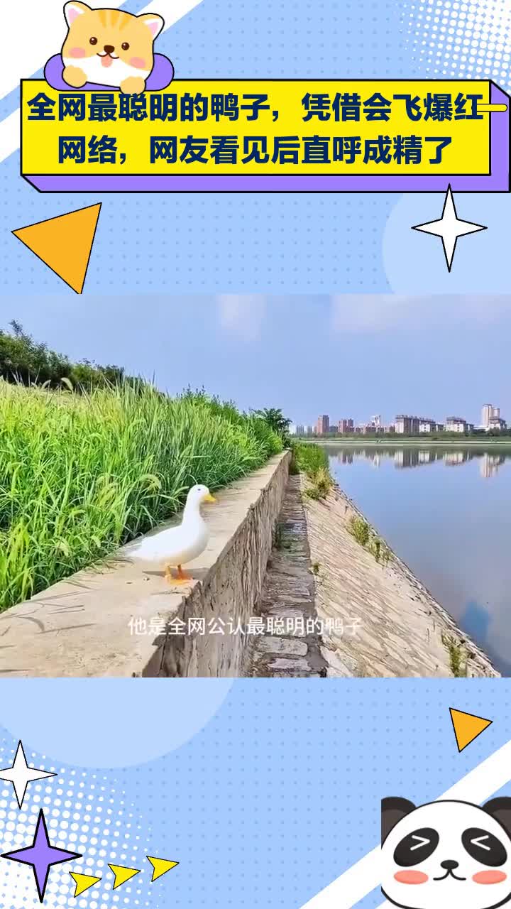 全网最聪明鸭子会飞爆红,网友直呼:这是成精了!