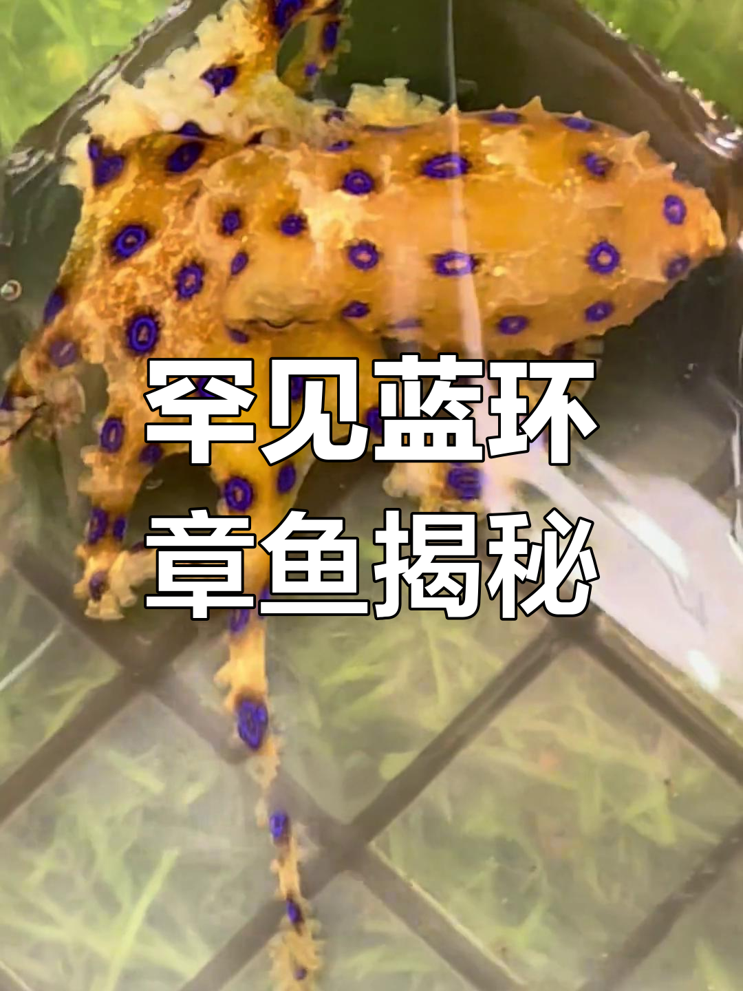 蓝黄章鱼现身,巨毒却难寻!