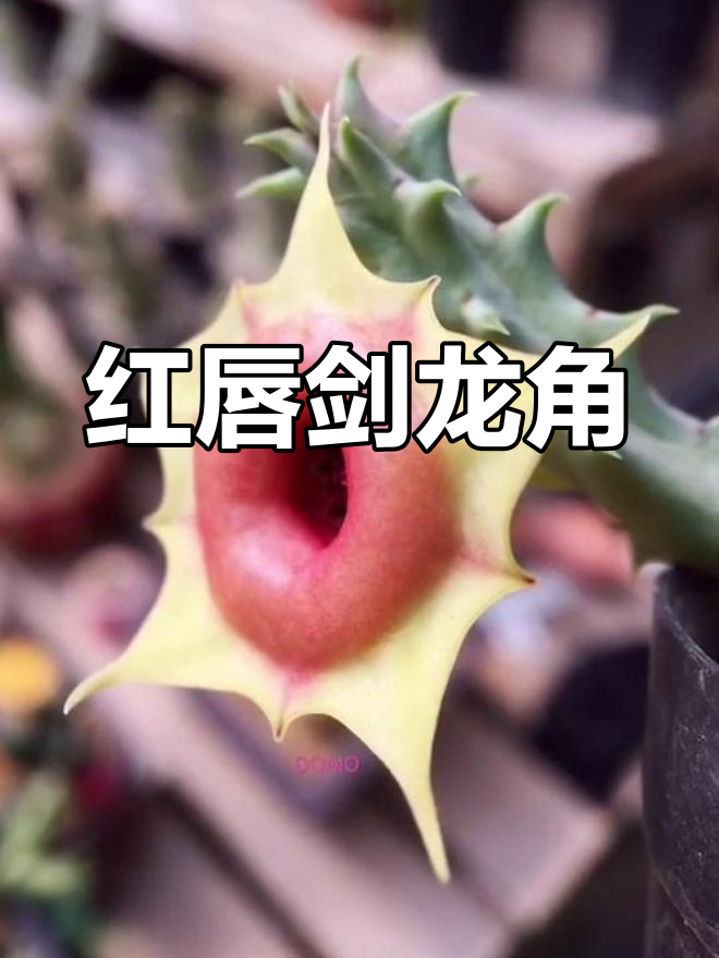 红唇剑龙角:萝藦科的多肉植物