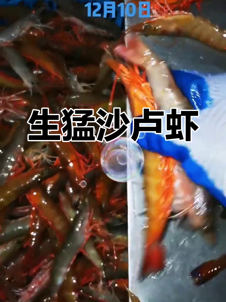 沙卢虾:大个头、超生猛,北海海鲜的骄傲