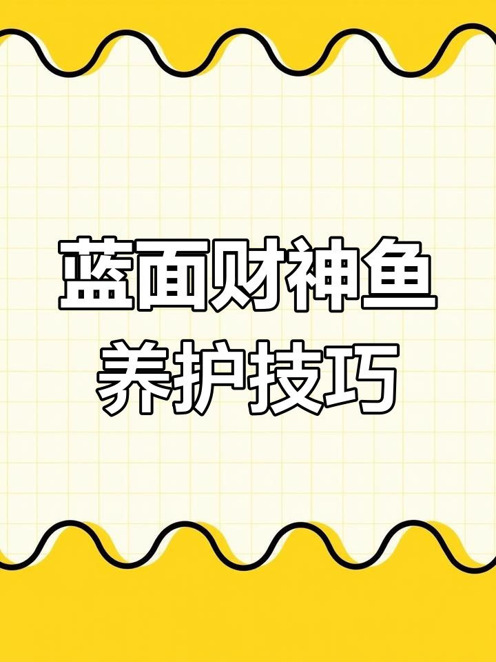 新疆蓝面财神鱼饲养指南