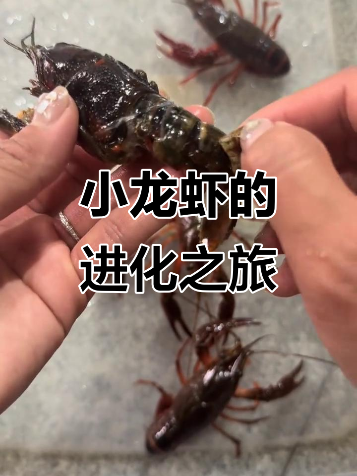小龙虾蜕壳成长，从嫩虾到红虾，营养满满，肉质更鲜美