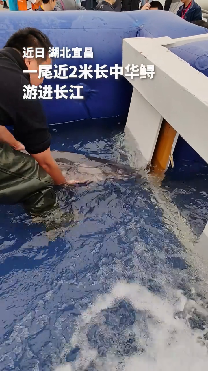 GOGOGO回家喽!一尾近2米长的中华鲟顺着白色滑道跃入长江