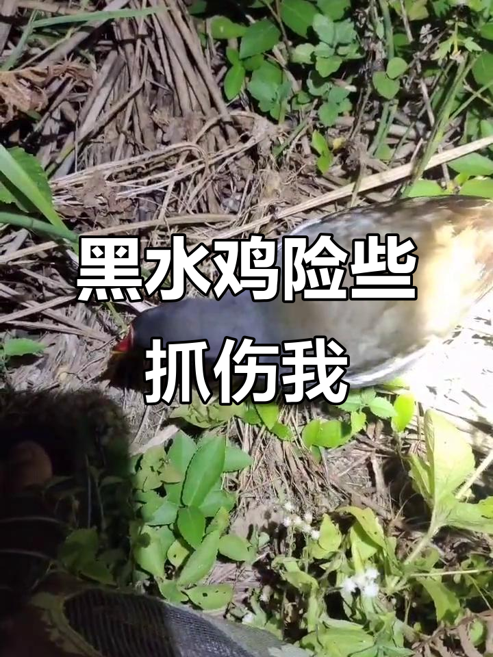 拍摄差点被黑水鸡捉伤,叫声太凶猛了!