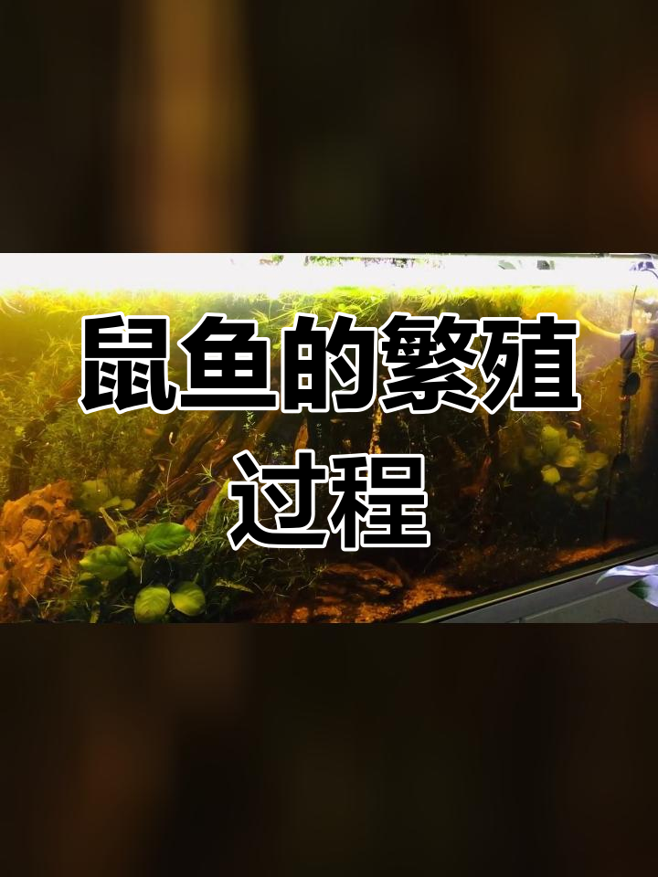 鼠鱼繁殖条件与自然环境
