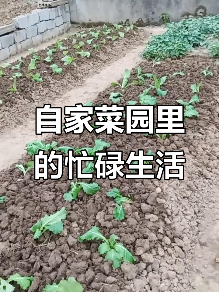 干旱中的小菜园,自给自足的农家乐趣