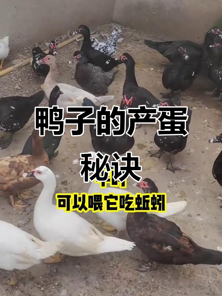 鸭子吃什么能多下蛋?这些食物营养全面