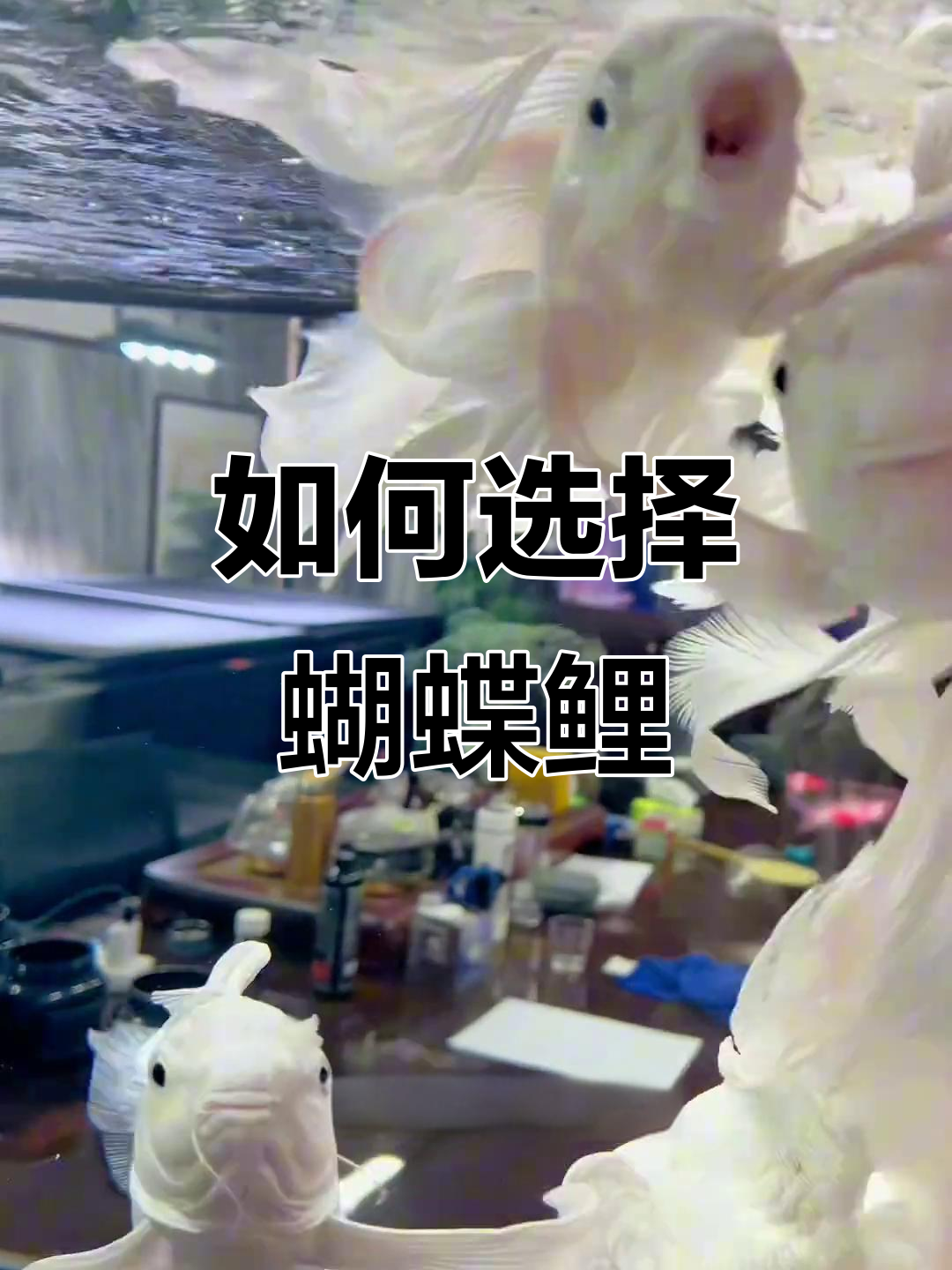 蝴蝶鲤从小养到大,选鱼苗还是成体更合适?