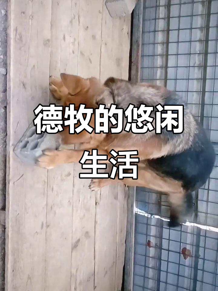德牧的日常:除了睡觉,就是玩石头和砖头
