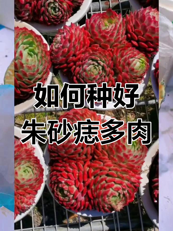 朱砂痣多肉种植技巧:耐冻抗高温,养护全攻略