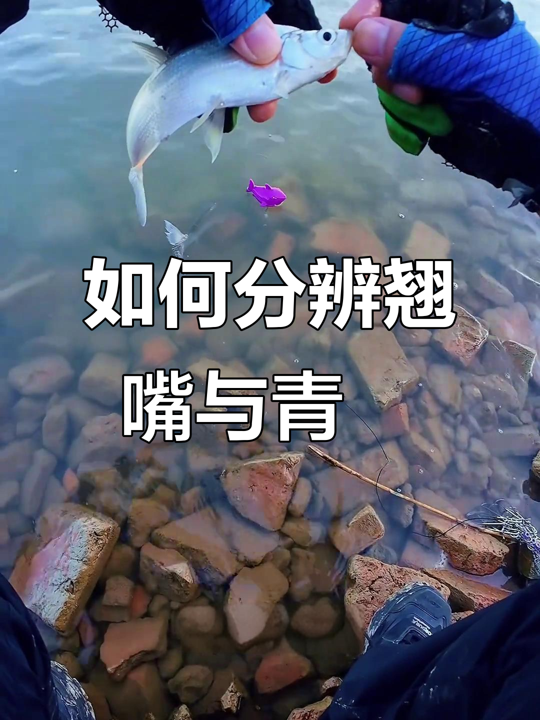 翘嘴和青鮹怎么区分?钓鱼技巧大揭秘