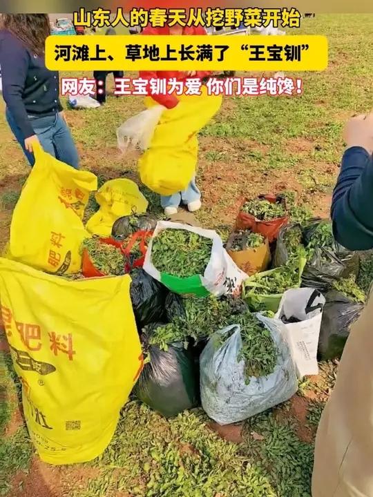近日,山东。山东人的春天从挖野菜开始 河滩上、草地上长满了“王宝钏”,网友:王宝钏为爱 你