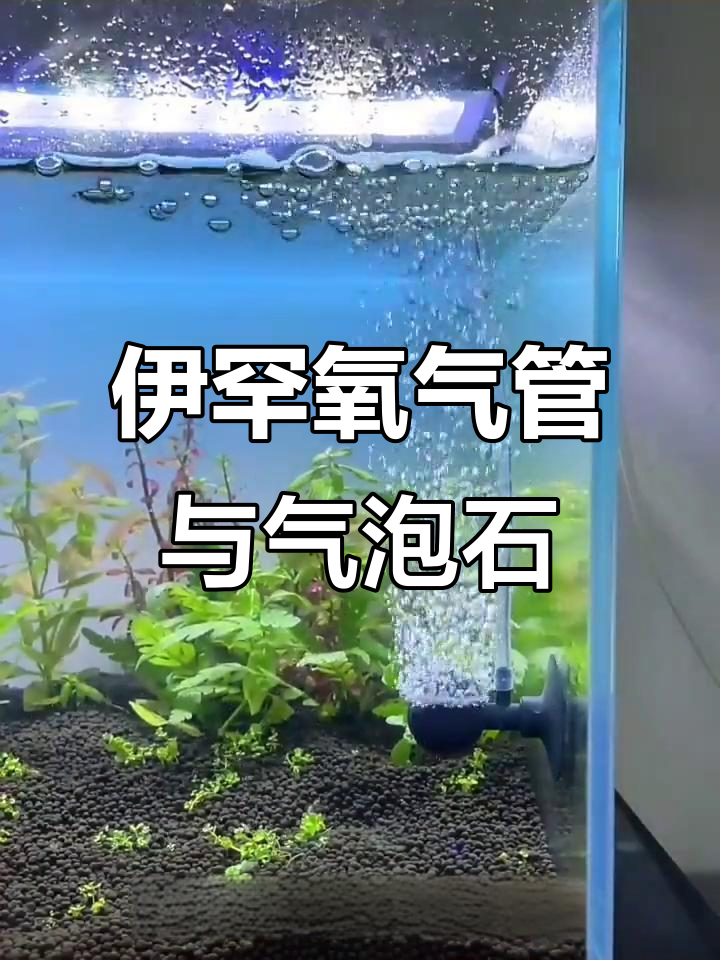 德国伊罕气头鱼缸虾缸氧气扩散器,美观气泡石让水质更清新