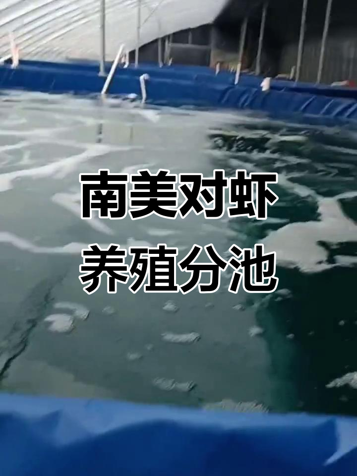 天津蔬菜大棚改造,南美对虾养殖迎来新挑战