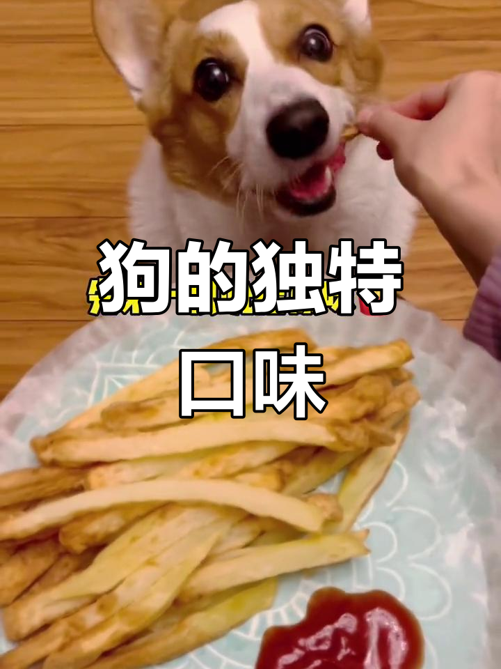 别人家的狗爱吃酱,我家小狗却坚决拒绝!番茄酱太诱人了