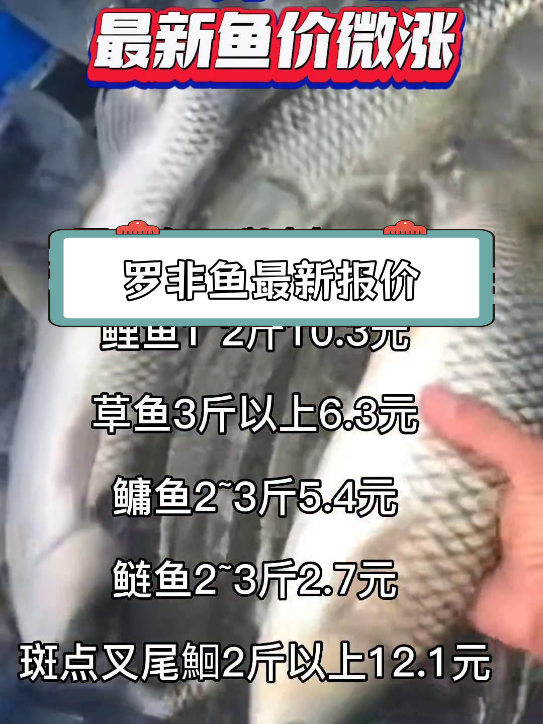 12月16日罗非鱼价格更新