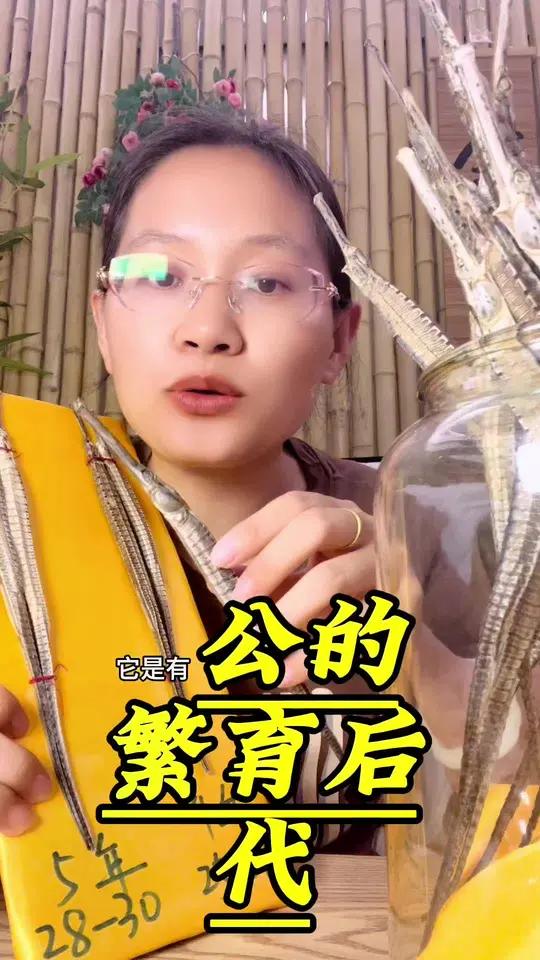 泡酒好材料 养生 滋补 海马 海龙 好货分享 如果一个东西是公的负责生育后代,那它真的能够
