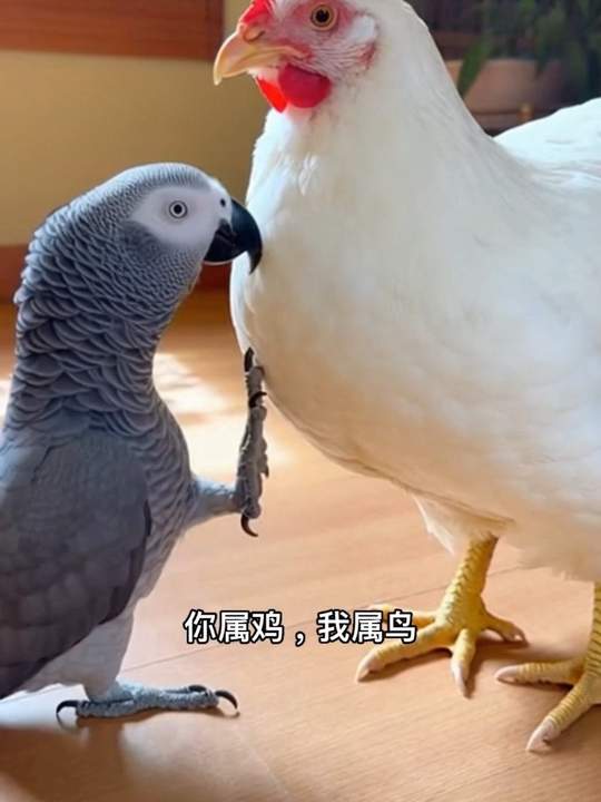 鹦鹉灰哥爱上隔壁母鸡是因为它好白高个会下蛋