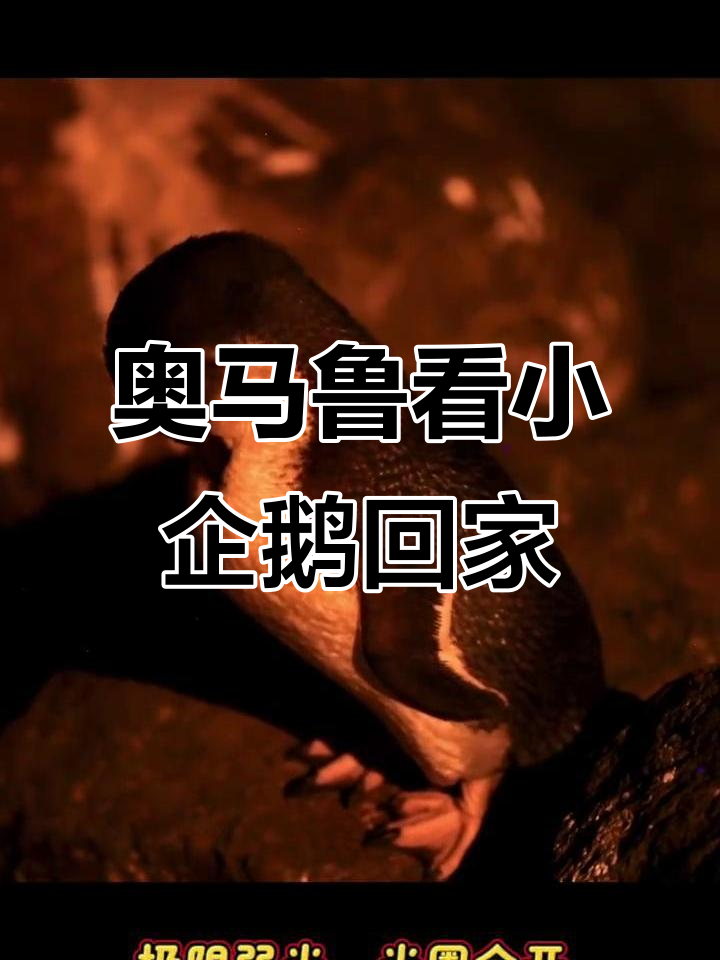 小企鹅归巢大作战:奥马鲁的极限拍摄挑战
