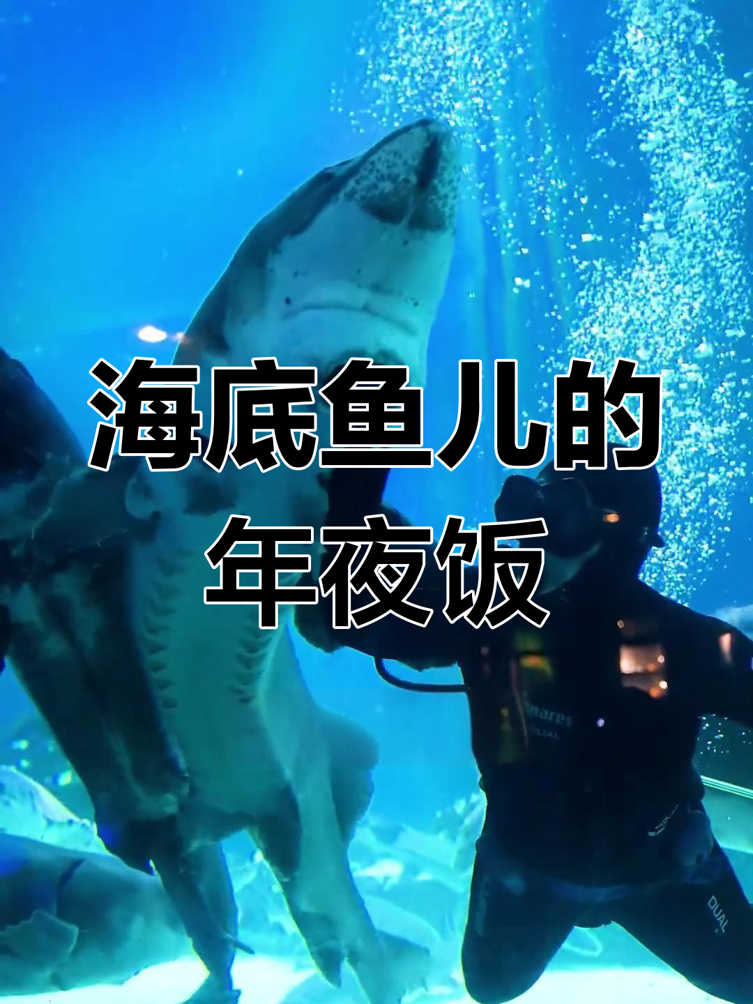 除夕夜海底年夜饭,鱼儿们怎么吃?