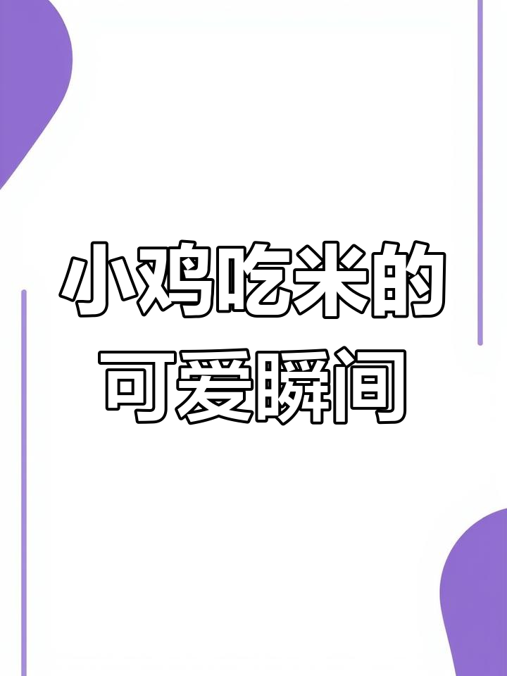 小鸡啄米,萌态十足