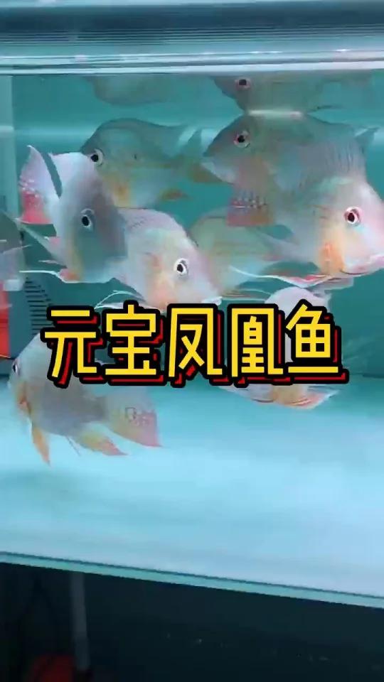元宝凤凰鱼