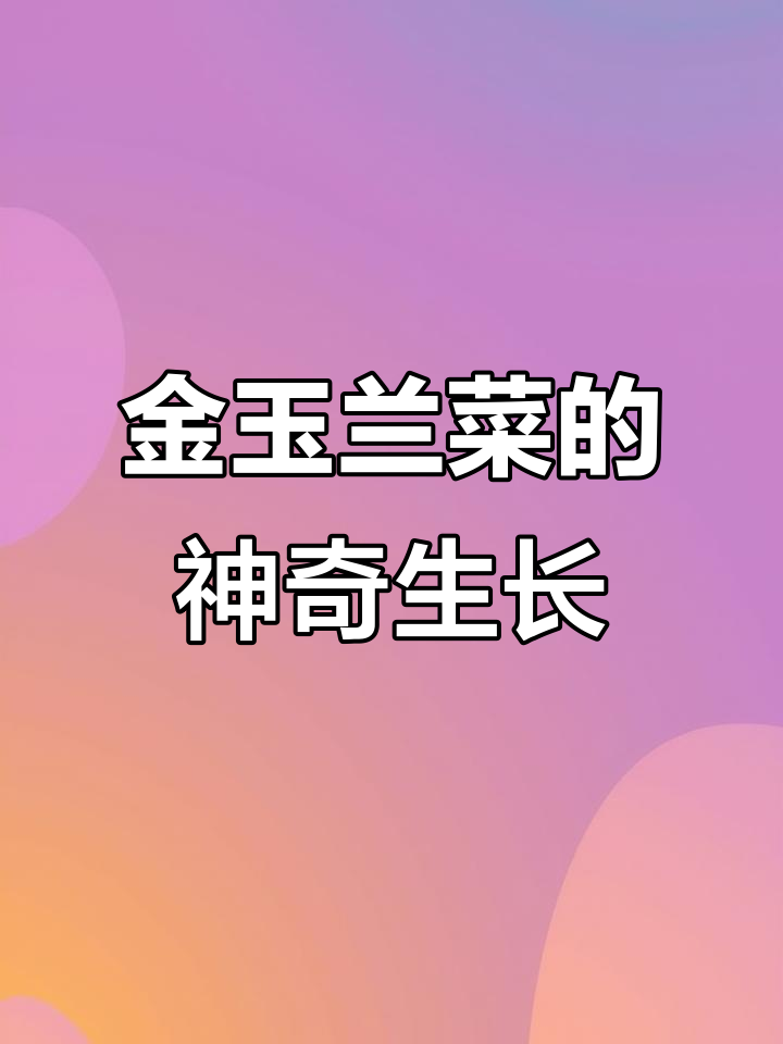 欧洲贵族蔬菜金玉兰菜,冬季自给自足的秘密
