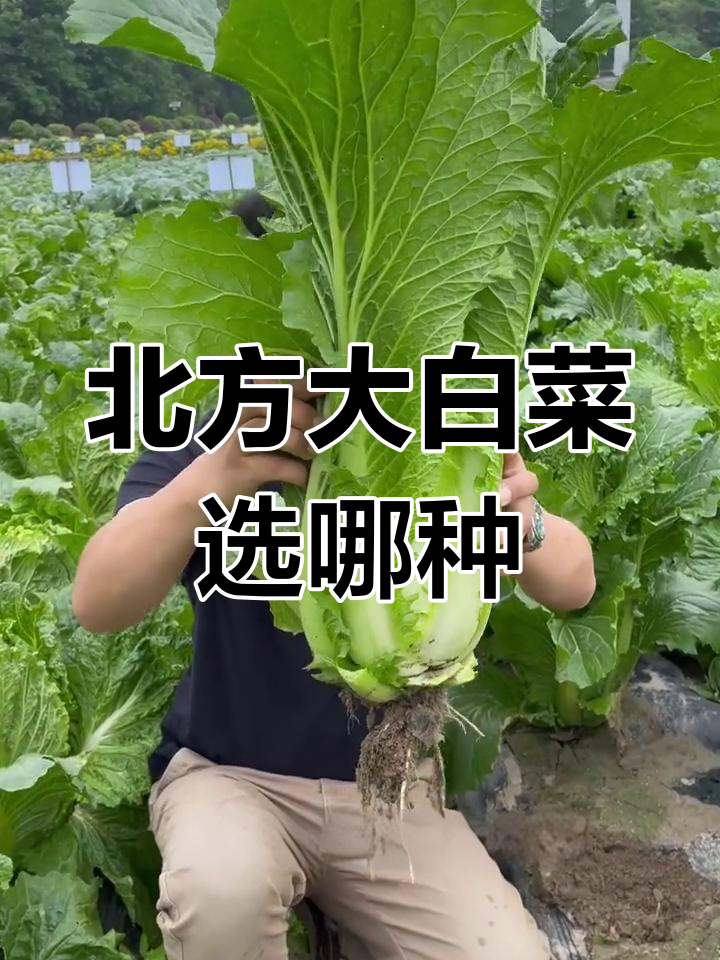 北方大白菜品种选择指南,种一次吃一整年