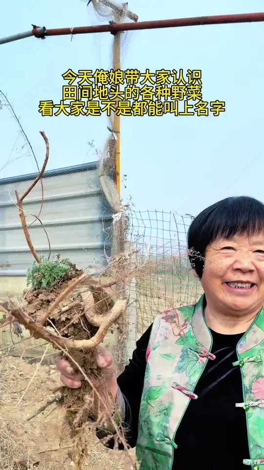 今天俺娘带大家认识一下田间地头的各种野菜，尤其是附地菜，蛤蟆草，很多人都没见过