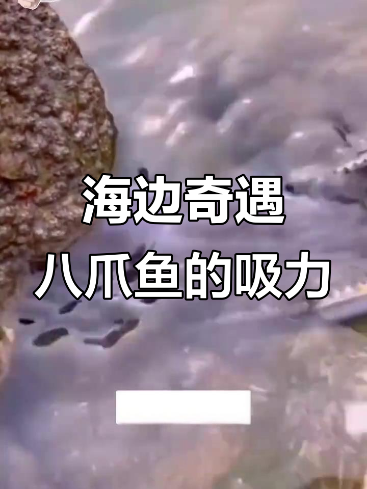 赶海发现神秘鱼,吸盘超强!老鼠鱼和猫眼螺大揭秘